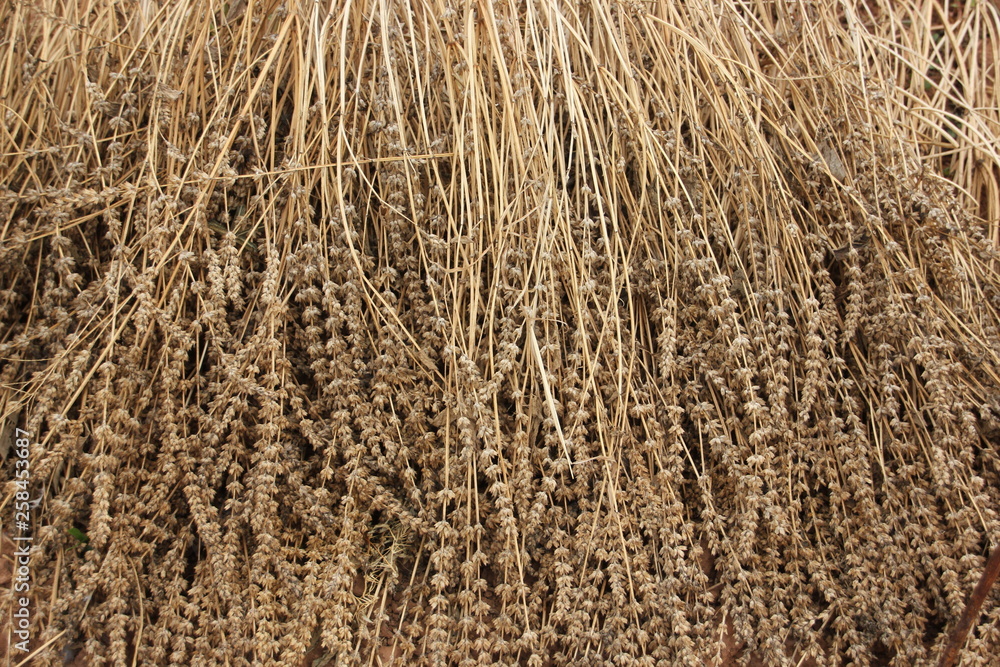 Dry chia flower and stalk with seed inside. Dry chia flower and stalk with seed inside.