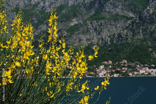 Yellow flowers in the mountain
