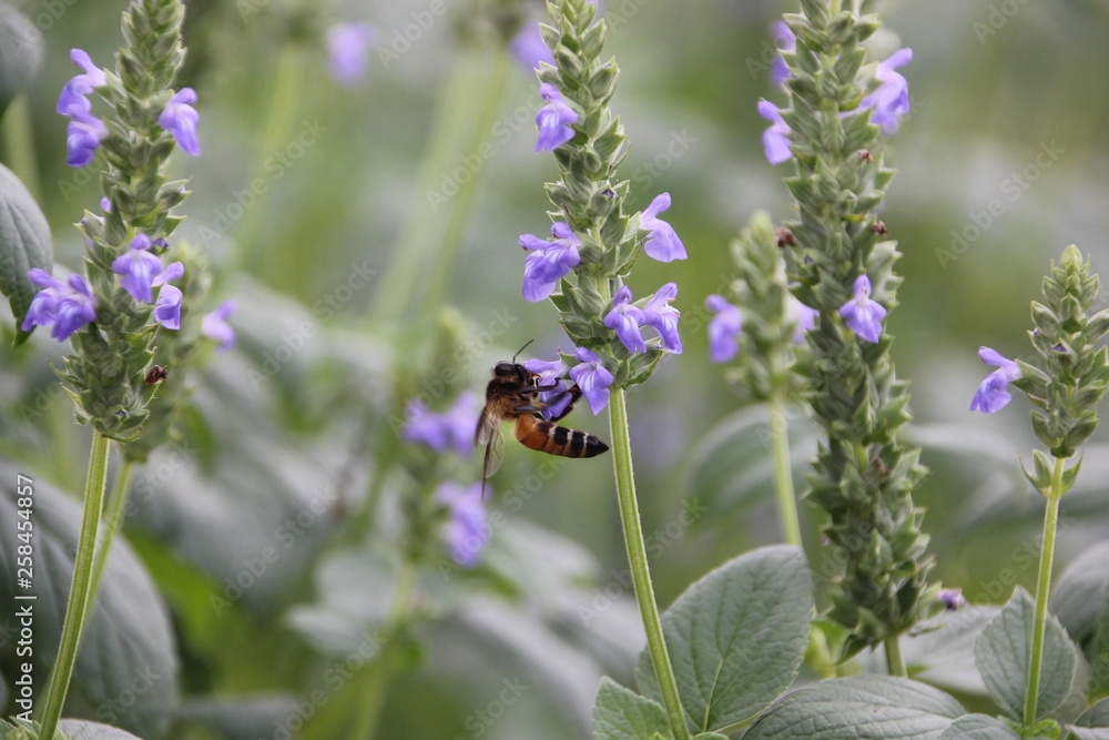 Bee with chia flower is bloom, crop planting at the field. Bee with chia flower is bloom, crop planting at the field.