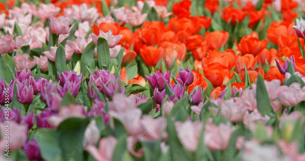 Tulips flowers spring bloom in the garden Tulips flowers spring bloom in the garden