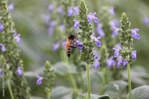 Bee with chia flower is bloom, crop planting at the field.