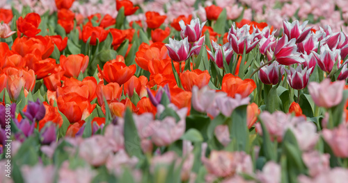Tulip flower plant field