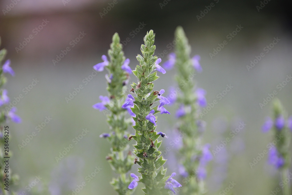 Chia flower are blooming, crop planting at the field. Chia flower are blooming, crop planting at the field.