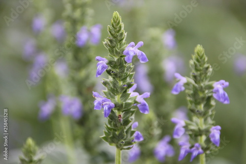 Chia flower are blooming, crop planting at the field.