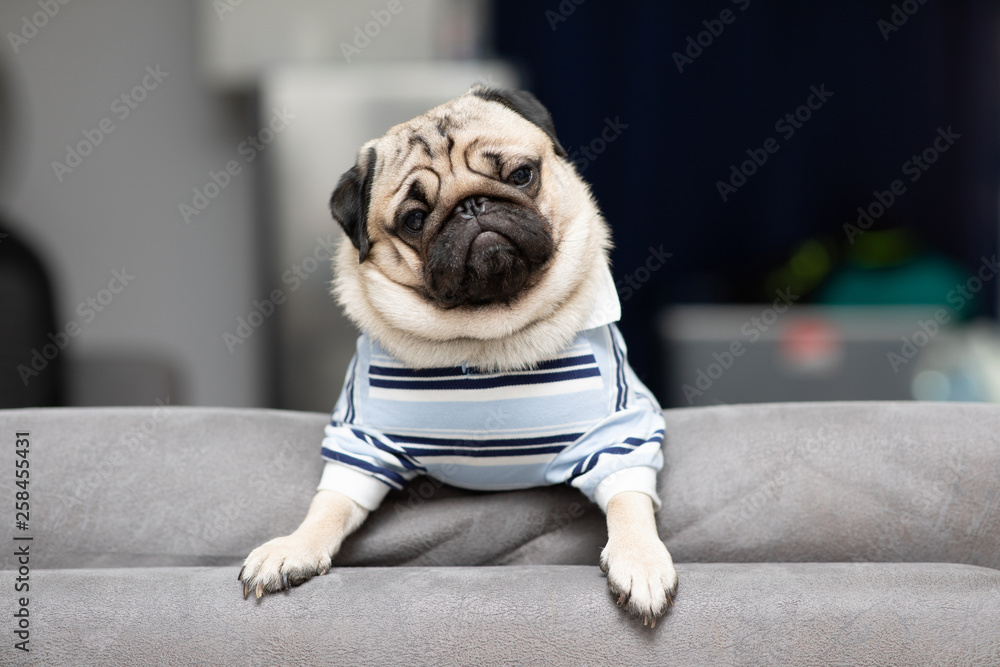 cute dog pug breed have a question and making funny face feeling so happiness and fun,Selective focus