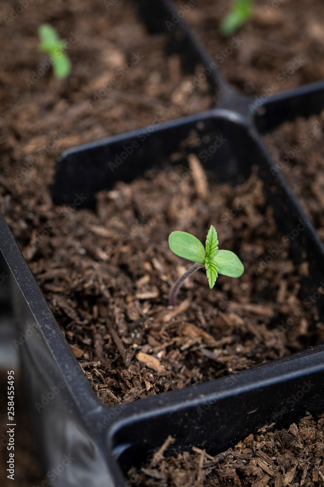 Marijuana Cannabis seedlings grown outdoors Marijuana Cannabis seedlings grown outdoors