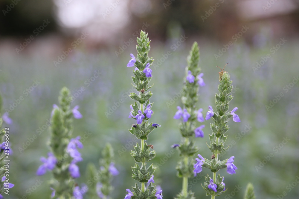 Obraz premium Chia flower are blooming, crop planting at the field.