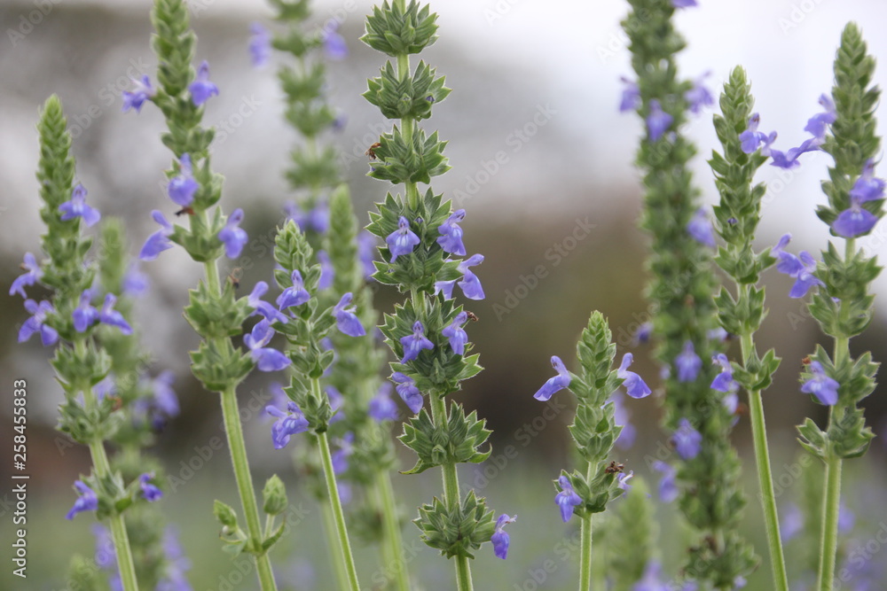 Obraz premium Chia flower are blooming, crop planting at the field.