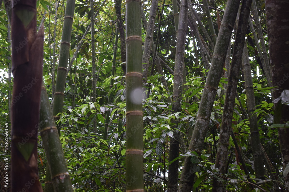 Fototapeta premium tree in forest