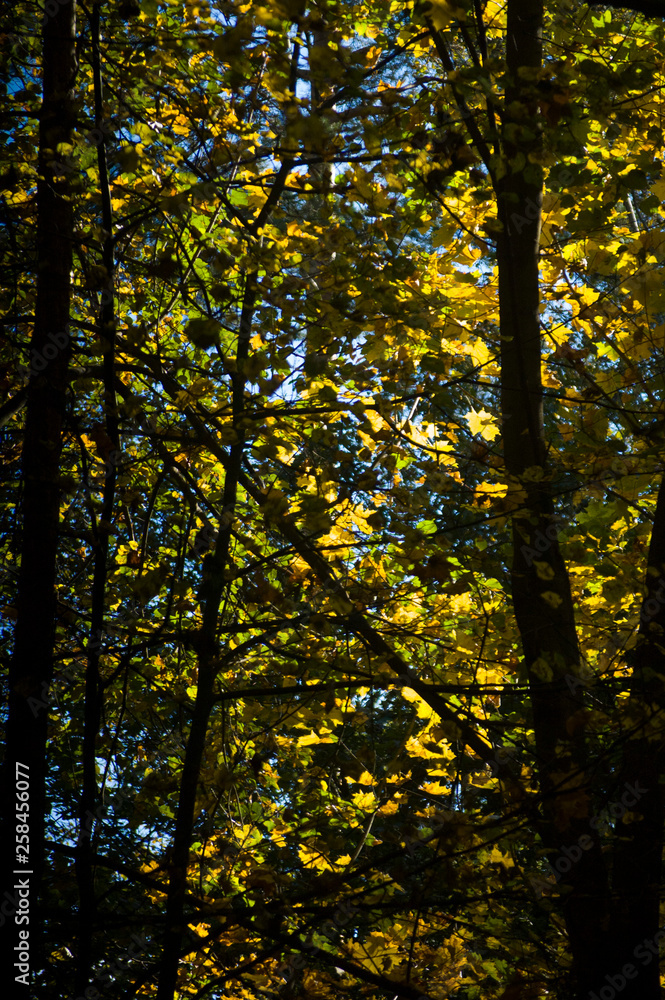 Obraz premium autumn in the forest