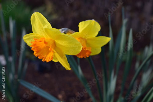 Yellow-orange daffodils