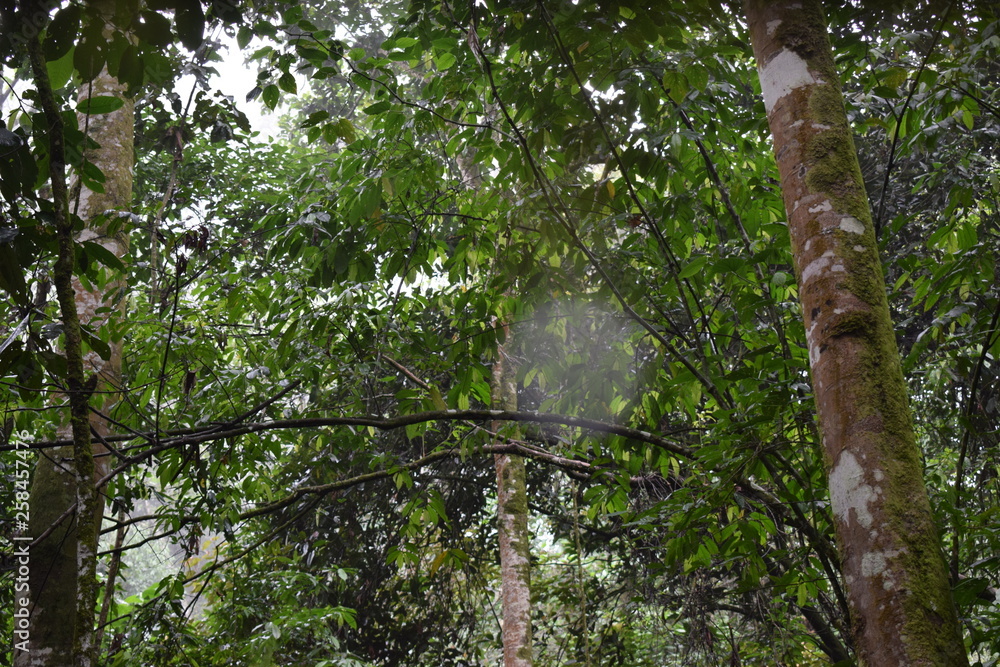 Fototapeta premium tree in forest