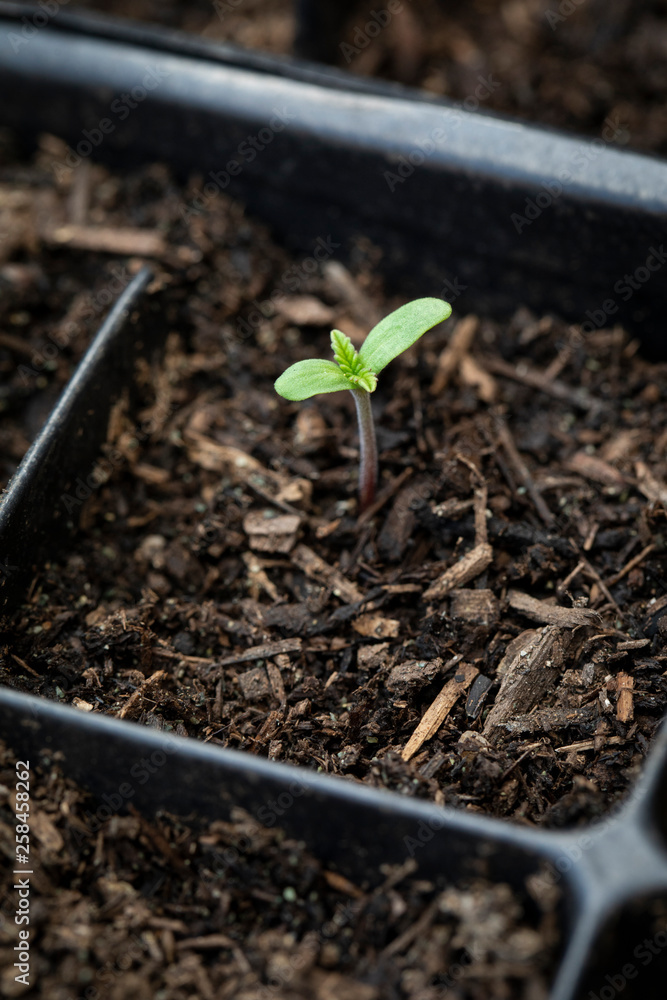 Marijuana Cannabis seedlings grown outdoors Marijuana Cannabis seedlings grown outdoors
