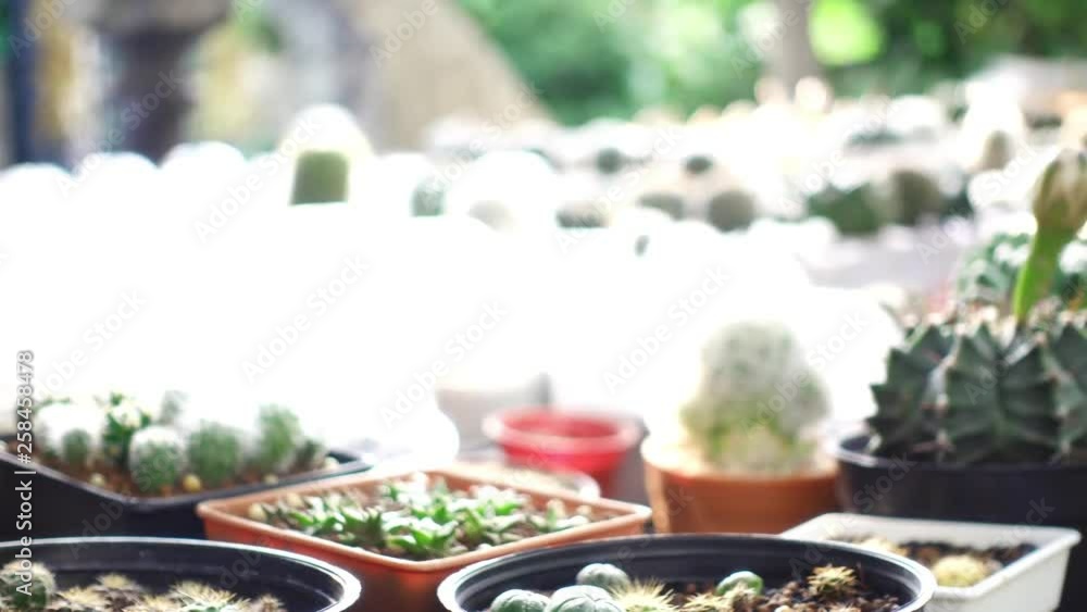 slider short flower cactus pot in garden slider short flower cactus pot in garden