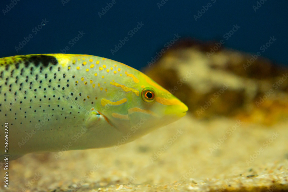 Checkerboard wrasse (Halichoeres hortulanus) Checkerboard wrasse (Halichoeres hortulanus)