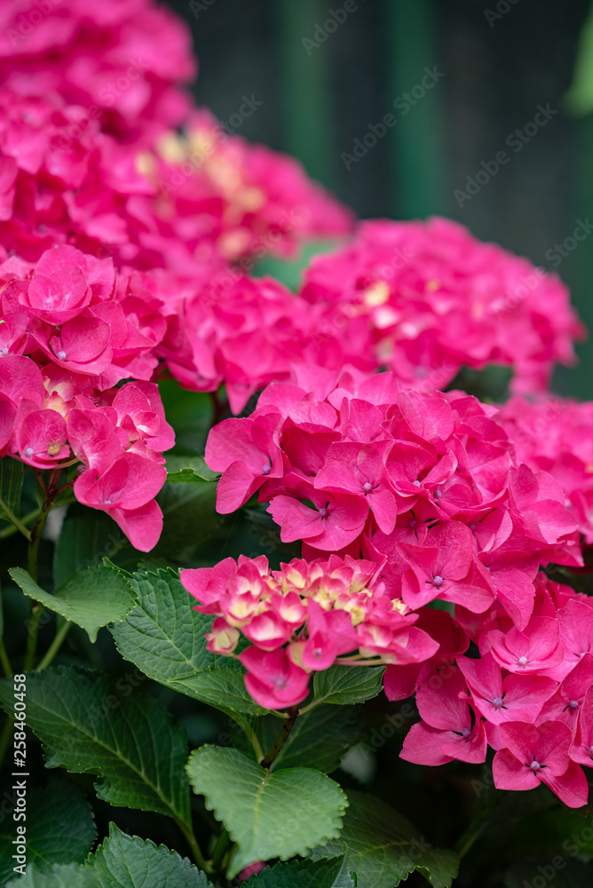 Red hydrangea flower, Closeup