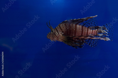 Lionfish-Zebra, or Zebra fish, or striped lionfish lat. Pterois volitans is a fish of the Scorpion family.