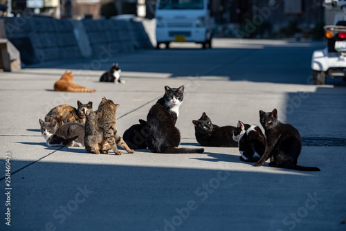 Sticker Herd of stray cats in a fishing village