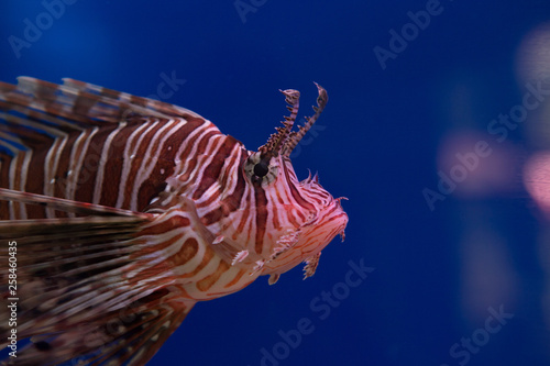 Lionfish-Zebra, or Zebra fish, or striped lionfish lat. Pterois volitans is a fish of the Scorpion family. photo