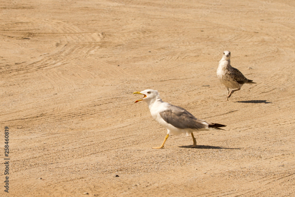 Big Seagull near the beach looking for food Big Seagull near the beach looking for food