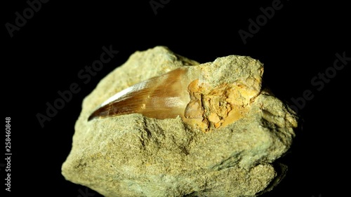 Fossil of a tooth of a mosasaur - marine reptile from mesozoic era. photo