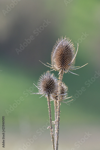 The plant with thorns in the fields.Thistle on a green background