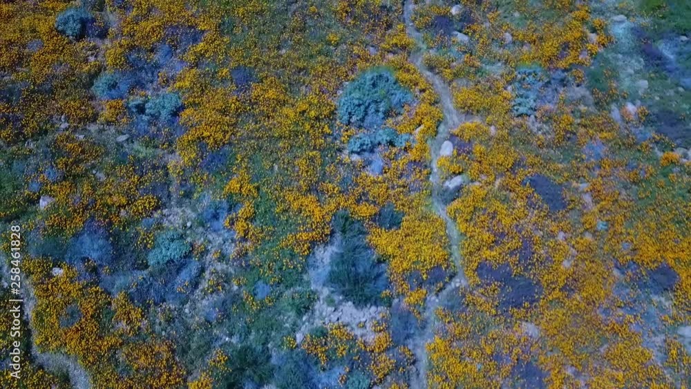Drone view of mountains with flowers in Los Angeles, California. Drone view of mountains with flowers in Los Angeles, California.