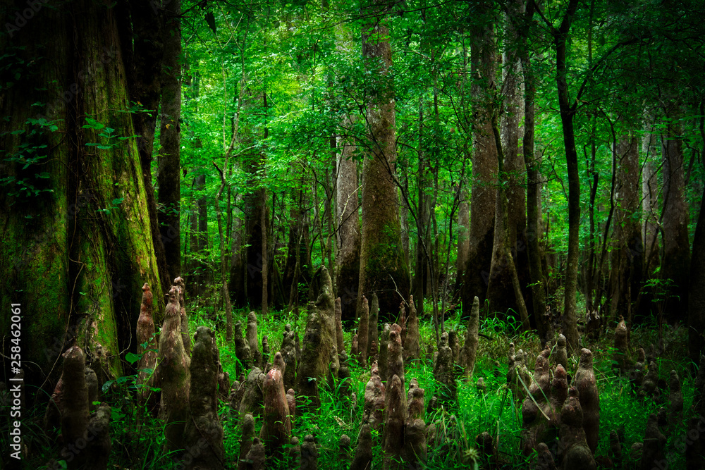 Obraz premium Looking into the swamp filled with trees in Congaree National Park