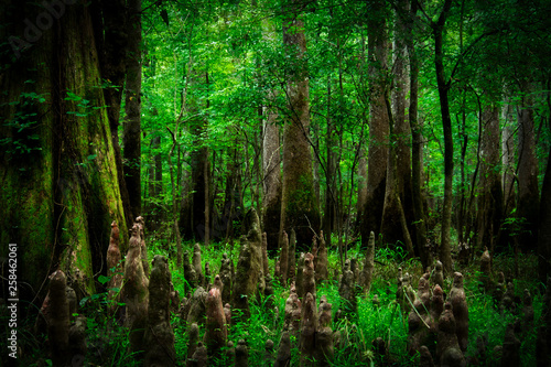 Looking into the swamp filled with trees in Congaree National Park photo