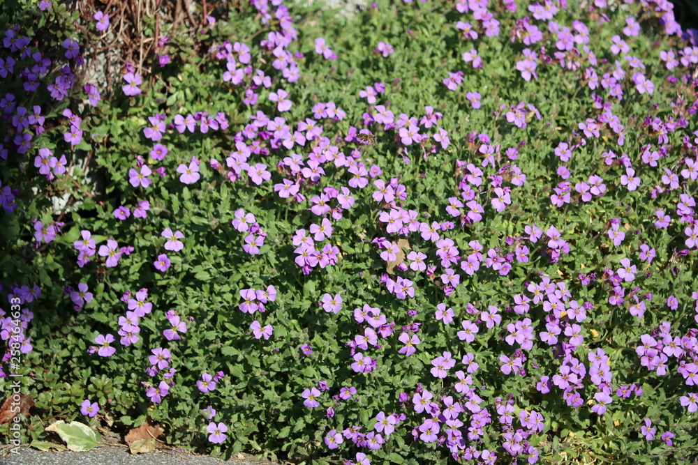 Aubretia Blaukissen Bodenbedecker im Frühling Aubretia Blaukissen Bodenbedecker im Frühling