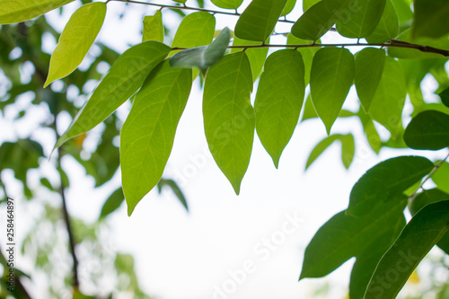 Green leaves with natural blurred background
