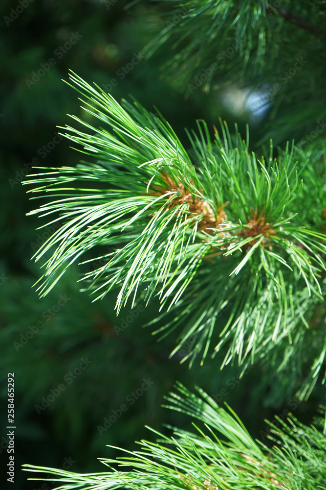 Green larch closeup on a sunny spring day. Green larch closeup on a sunny spring day.