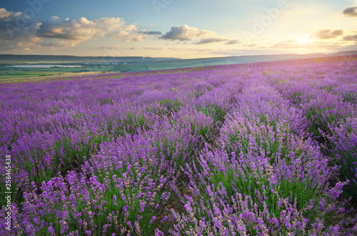 Meadow of lavender at sunset. © GIS
