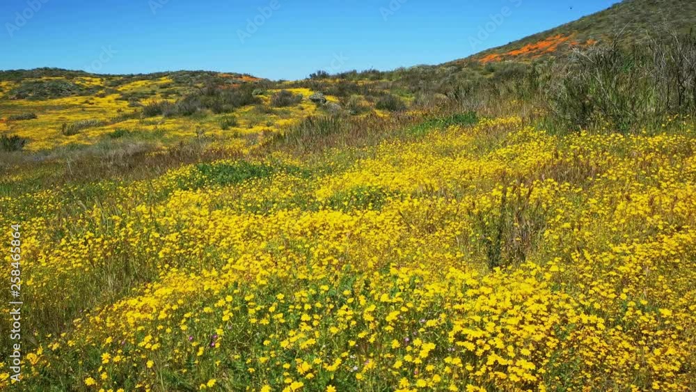 Lots of wild flower blossom at Diamond Valley Lake Lots of wild flower blossom at Diamond Valley Lake