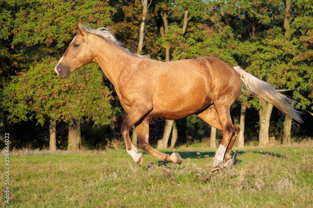 The warmblood palomino mare gallops on a wood edge in evening light The warmblood palomino mare gallops on a wood edge in evening light