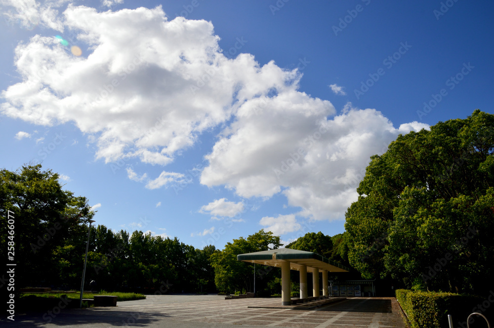 木立に囲まれた公園の広場の上に、朝日に照らされた大きな夏雲が浮かんでいる風景