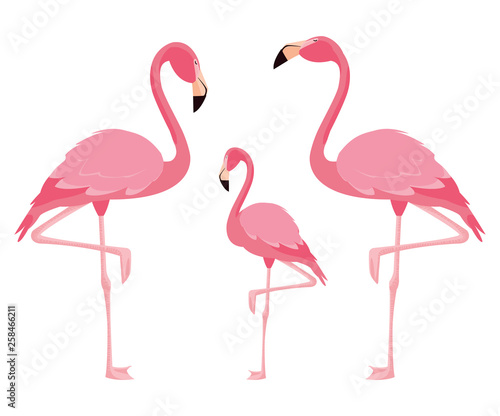 elegant flamingo birds family