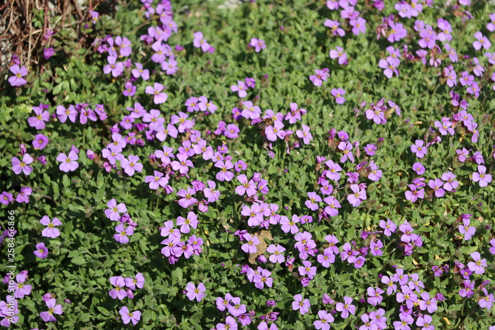 Aubretia Blaukissen Bodenbedecker im Frühling Aubretia Blaukissen Bodenbedecker im Frühling