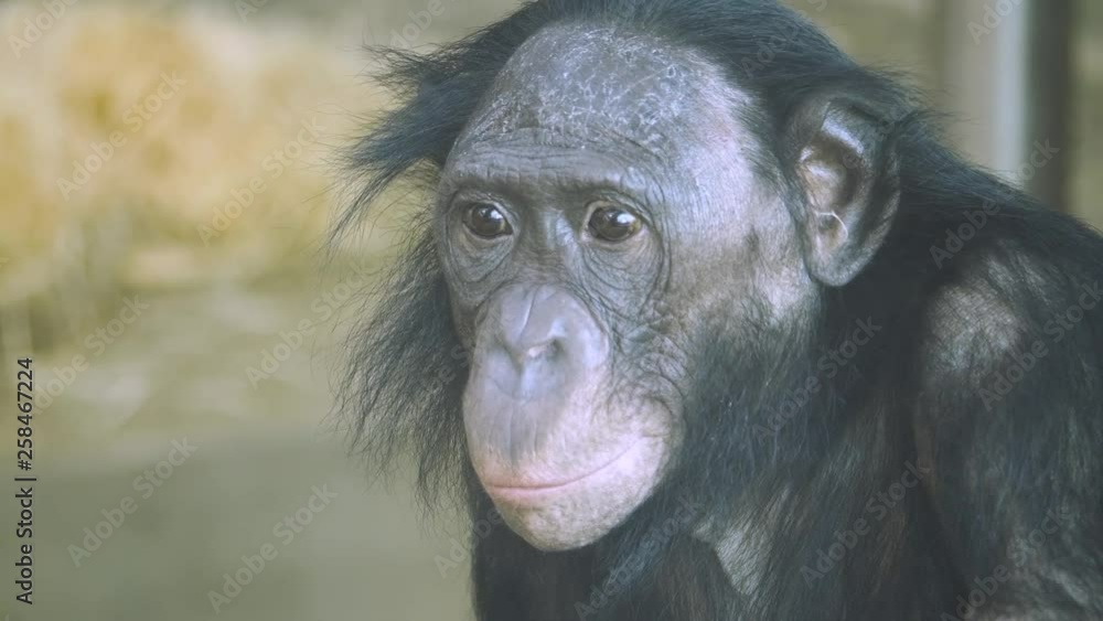 Close up of bonobo face, its eyes move side to side, and then it turns to the left and walks