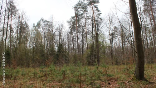 365 day time lapse of changing four seasons in a forest
