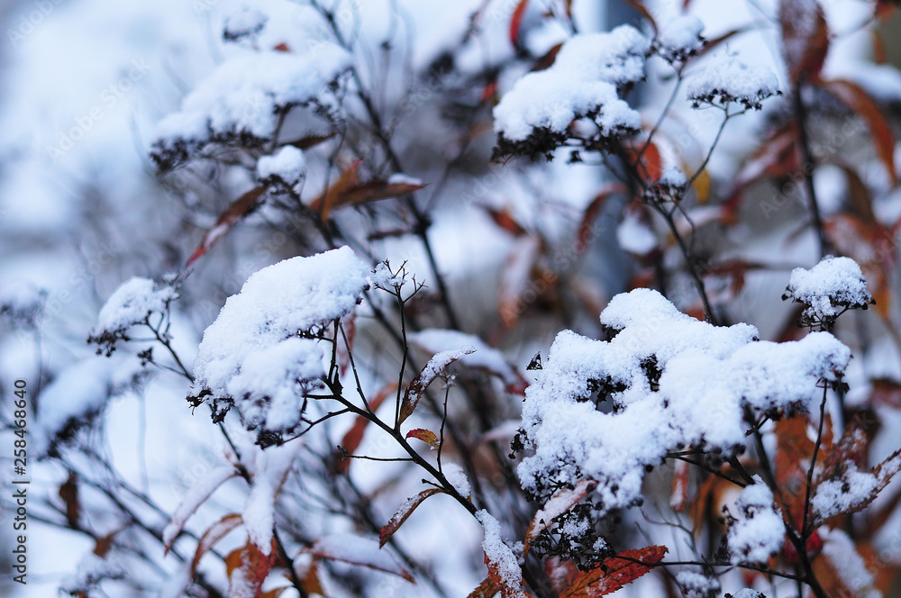 snow covered wilted japanese meadowsweet