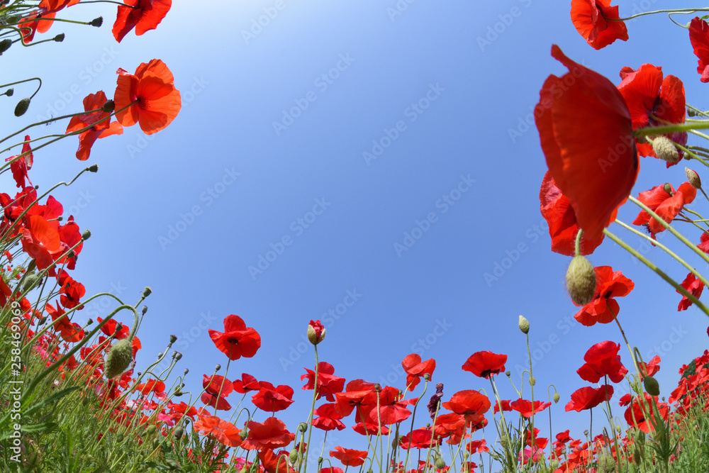Obraz premium 天空のポピー