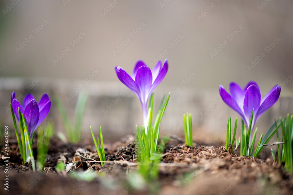 Close up of flowering purple crocus in spring garden - elective focus, copy space Close up of flowering purple crocus in spring garden - elective focus, copy space