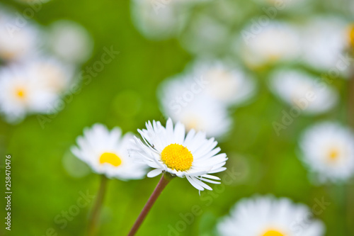 Chamomile flowers field background. © marylooo