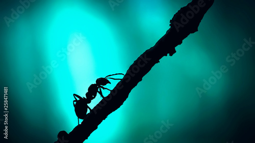 Forest ant closeup. Silhouette Ant with sunlight close up.