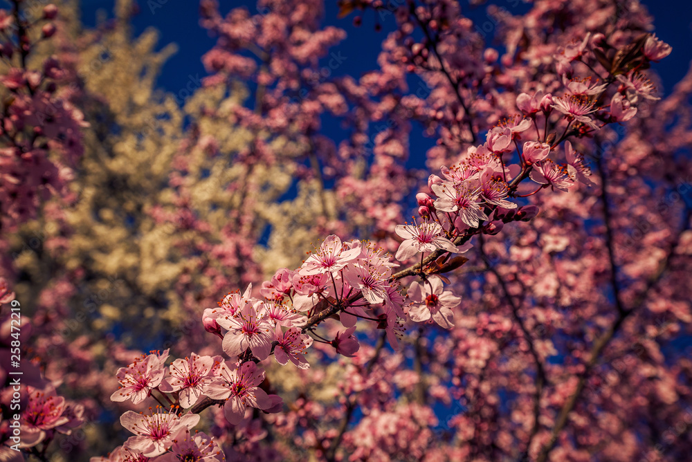 Detail of an blooming tree withbeautiful rose colored flowers blooming shot against a blue sky Detail of an blooming tree withbeautiful rose colored flowers blooming shot against a blue sky