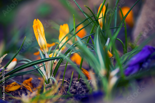 Beautiful group of crocus flowers shot with a macro lens up close withwith beautiful yellow colors of the petals photo