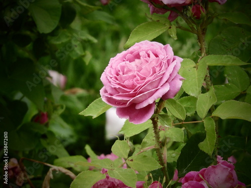 pink rose