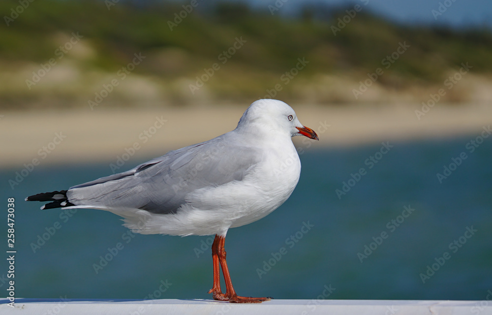 Fototapeta premium Seagull looking at sea
