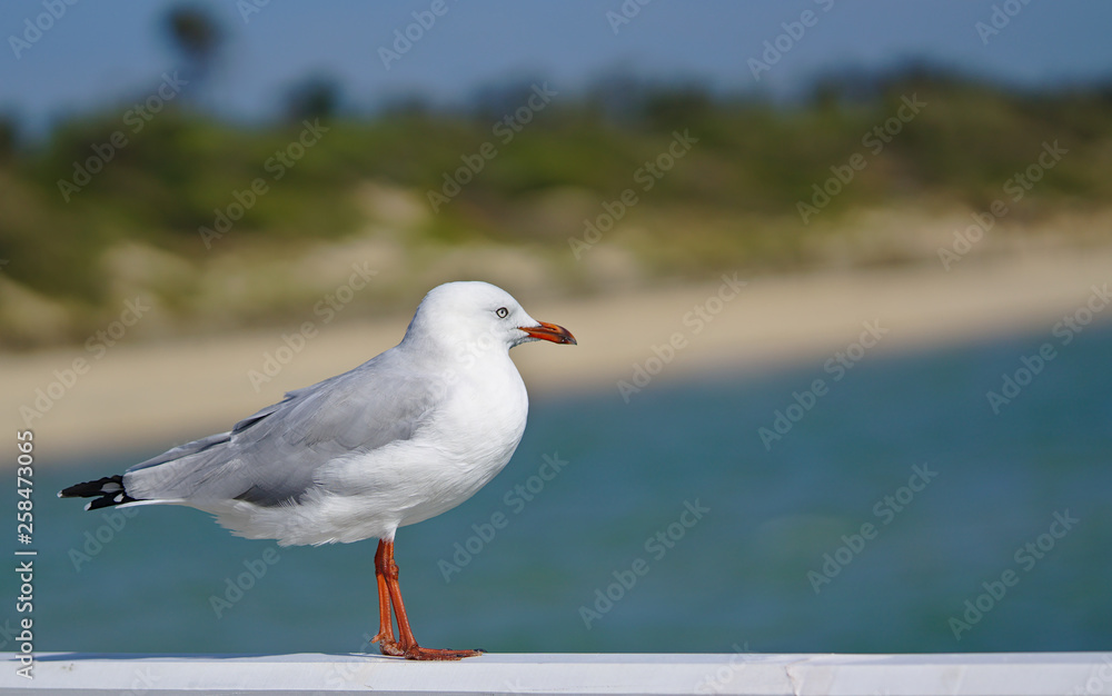 Obraz premium Seagull looking at sea